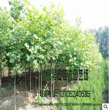 批發馬褂木樹苗 鵝掌楸 行道樹 雜交 品種全苗圃直銷小苗