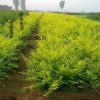 金葉榆樹苗批發(fā) 苗圃直銷 工程苗 工程綠化苗 行道樹