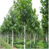 苗圃批發(fā) 速生法桐樹 綠化工程 行道樹法國梧桐 無籽法桐