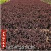 基地批發紅葉小劈小苗紅葉小檗球盆栽小檗園林綠化工程苗