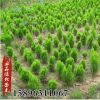 基地批發灑金柏苗灑金柏球園林道路小區綠化工程綠植盆栽苗