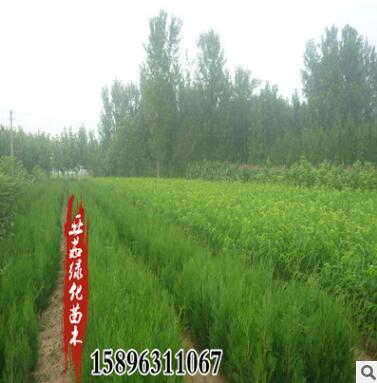 苗圃批發側柏苗四季常青園林道路小區山坡綠化側柏盆栽苗規格全