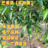 果苗 果樹苗 芒果苗 金煌芒 臺(tái)農(nóng)一號(hào) 紅貴妃 凱特 四季蜜芒