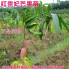 果苗 果樹苗 芒果苗 紅貴妃金煌芒 臺農一號 正品