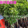 果樹苗 荔枝苗 果苗 桂味荔枝苗 妃子笑荔枝苗 無核荔枝苗