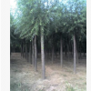 最新產(chǎn)地旱柳樹價格 平頭旱柳廠家批發(fā)報價河北旱柳苗價格