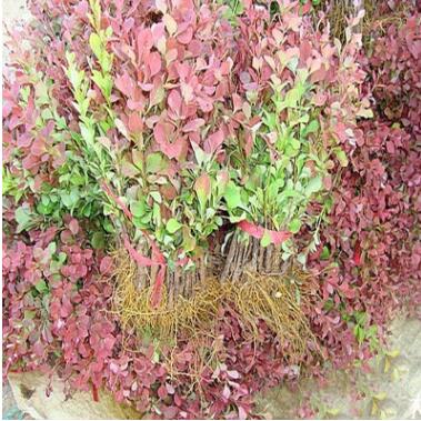 紅葉小檗球小波行道樹苗耐寒植物批發綠籬盆栽苗庭院彩葉綠化苗木