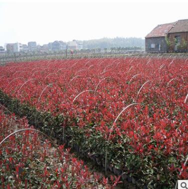 紅葉石楠小苗庭院綠化苗木高桿樹苗綠化植物綠色植物工程苗紅羅賓