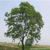 烏桕樹苗批發(fā)工程綠化苗木行道綠化風(fēng)景樹烏桕苗 規(guī)格齊全