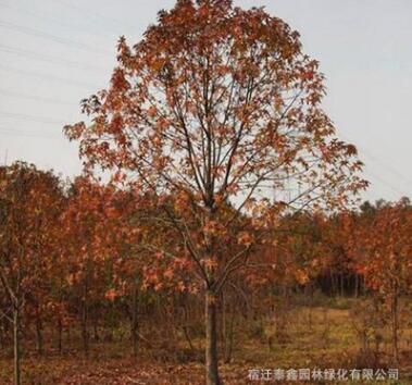 楓香樹苗批發道路風景樹 園林工程綠化苗木北美楓香苗樹形優美