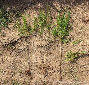 批發小葉女貞苗工程綠化苗木小葉女貞小苗