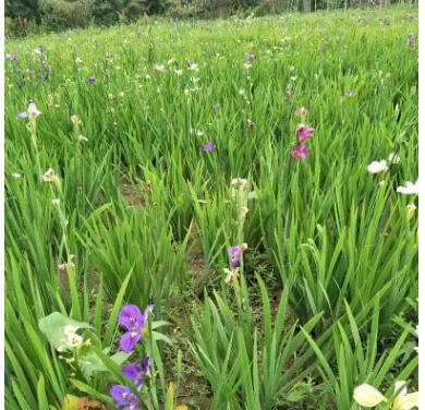 廠家直銷大花水生鳶尾 水生植物鳶尾 濕地水生植物