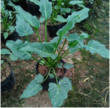 小天使 龍鱗桿仙羽蔓綠絨常綠植物 室內(nèi)觀葉植物水培盆景