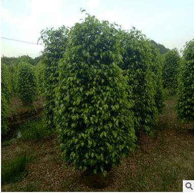 可移植精品移植垂葉榕 垂葉榕柱形常綠喬木園林綠化植物基地直銷