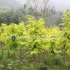 供應 新優質彩葉綠化苗木 金葉水杉 黃金水杉 金水杉