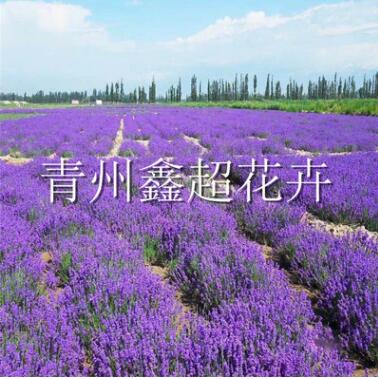 大型花海景觀建設 薰衣草 馬鞭草