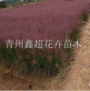 美麗粉黛亂子草 觀賞草批發供應 多年生粉黛亂子草