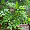 批發工程綠化苗 花椒樹苗 盆栽庭院 園林綠化 行道樹 規格全