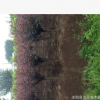 基地熱銷優(yōu)質紫葉榆葉梅 高桿紅葉榆葉梅 各種規(guī)格 量大從優(yōu)