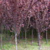基地供應 綠化苗木 紫葉李苗木 量大優惠 、歡迎咨詢！