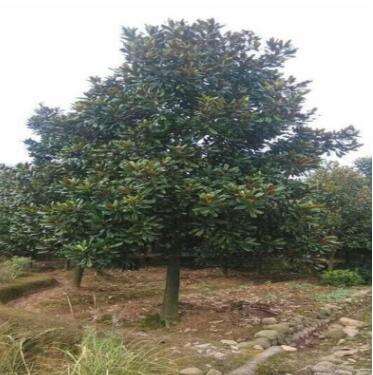 苗圃直供玉蘭樹各種規(guī)格玉蘭樹工程綠化苗木廣玉蘭批發(fā)