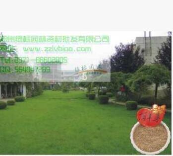 供應(yīng)草坪草種高羊茅質(zhì)優(yōu)價廉牙率高