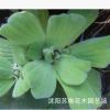 綠化水生植物水芙蓉再力花水竹水葫蘆一棵凈化水質(zhì)