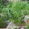 供應(yīng)水生植物 旱傘草 風(fēng)車草 水竹草盆栽 公園水體綠化