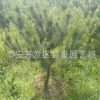 現(xiàn)貨出售1米油松樹苗 規(guī)格齊全價格低廉 1米以上油松樹苗價格