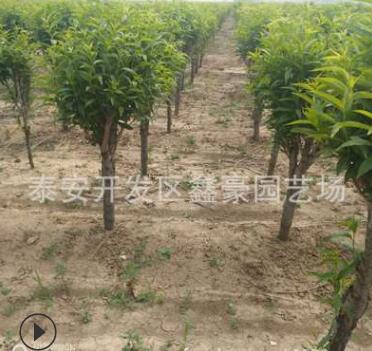 出售8公分龍柱碧桃 樹(shù)形優(yōu)美樹(shù)干直 大紅花龍柱碧桃價(jià)格