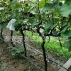 出售2-5公分葡萄樹苗價格低廉 2公分巨峰葡萄樹 3公分夏黑葡萄樹