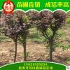 自產(chǎn)自銷優(yōu)質(zhì)紫葉李 現(xiàn)貨直銷出售規(guī)格齊全紫葉李 高成活率紫葉李
