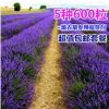 法國普羅旺斯薰衣草種子四季種易活庭院陽臺盆栽室內(nèi)花籽開花不斷