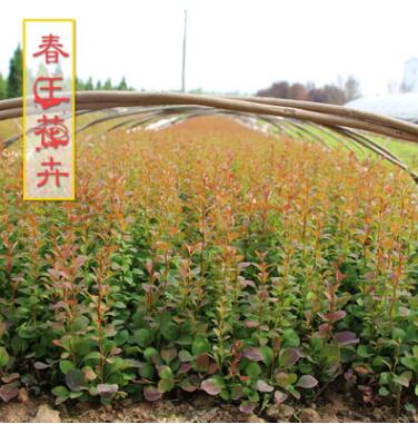 供應(yīng)優(yōu)質(zhì)庭院紅葉小檗床苗小苗成品苗 工程道路小區(qū)綠化 彩色苗