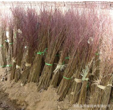 批發(fā)榆葉梅 榆葉梅花苗樹苗 庭院園林綠化 基地直供量大優(yōu)惠