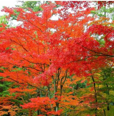 紅楓樹苗中國紅楓美國紅楓日本紅楓庭院園林綠化彩色景觀樹紅楓苗