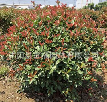 大量批發(fā)紅葉石楠球 花灌木 基地苗圃直銷 規(guī)格多現(xiàn)貨石楠球苗木