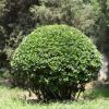 批發大葉黃楊球工程綠化苗木黃楊球 規格齊全造型樹大葉黃楊