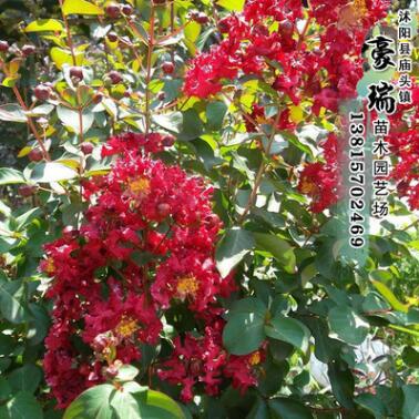 瑞豪苗木 批發美國紅火箭紫薇苗1.2-1.5米高規格齊全