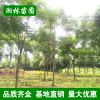 基地直銷 欒樹 精品欒樹 各種規格欒樹 園林綠化苗木 批發供應