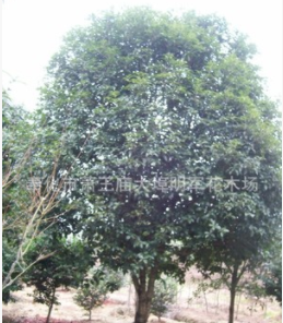 供應(yīng)【 桂花 茶花 造型羅漢松】 蓬徑300-500