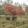 供應【 紅楓 羽毛楓 雞爪楓 】 各種大小規格.