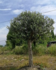 西班牙油橄欖l棒棒糖 橄欖樹棒棒糖 地中海風(fēng)情橄欖樹