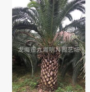 加拿利海棗頭 地徑30~80cm 桿高30~350cm 基地直銷