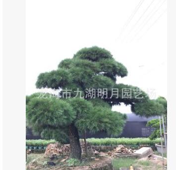 【精品別墅】黑松盆景 造型黑松 日本黑松 大阪松 產(chǎn)地福建