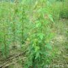 基地直銷綠化苗木 三角楓小苗 品種規(guī)格齊全 綠化工程苗