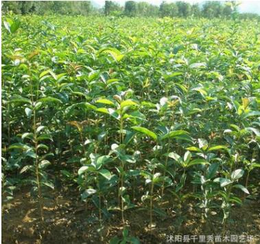 批發庭院觀花植物 桂花小苗 正宗嫁接桂花樹小苗 可盆栽桂花