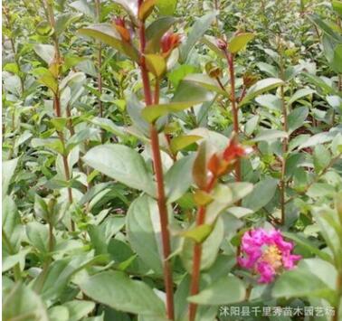 直銷紫薇小苗 百日紅種苗 綠化小苗 扦插紫薇 量大優惠