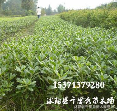 基地供應 海桐小苗 種植基地直銷 量大從優 規格齊全 四季常青