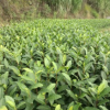 安吉白茶冬苗
